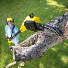 Tree and Shrub Care in Mckinney, TX