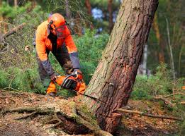 Reliable Mckinney, TX Tree Services Solutions